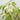 Ficus Benjamina El Dorado2