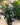 Ficus 'Burgundy' (Bush)