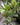 Ficus 'Golden'
