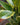 Ficus 'Golden'