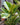 Ficus 'Golden'