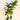 Ficus Lyrata Little Fiddle