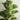 Ficus Lyrata Little Fiddle1