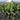 Ficus Lyrata Stad 