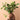 Ficus Ginseng Bonsai
