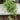 Ficus Quercifolia String of Frogs
