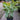 Ficus 'Shivereana'