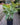 Ficus 'Shivereana'