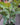 Ficus 'Shivereana'
