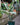 Ficus 'Tineke'