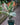 Ficus 'Tineke'