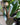 Ficus elastica ‘Burgundy’ (Rubber Plant)