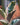 Ficus elastica ‘Tineke’