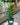 Ficus lyrata 'Bambino' (Little Fiddle)