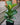 Ficus lyrata 'Bambino' (Little Fiddle)