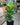 Ficus lyrata 'Bambino' (Little Fiddle)