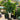 Ficus lyrata