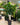 Ficus lyrata