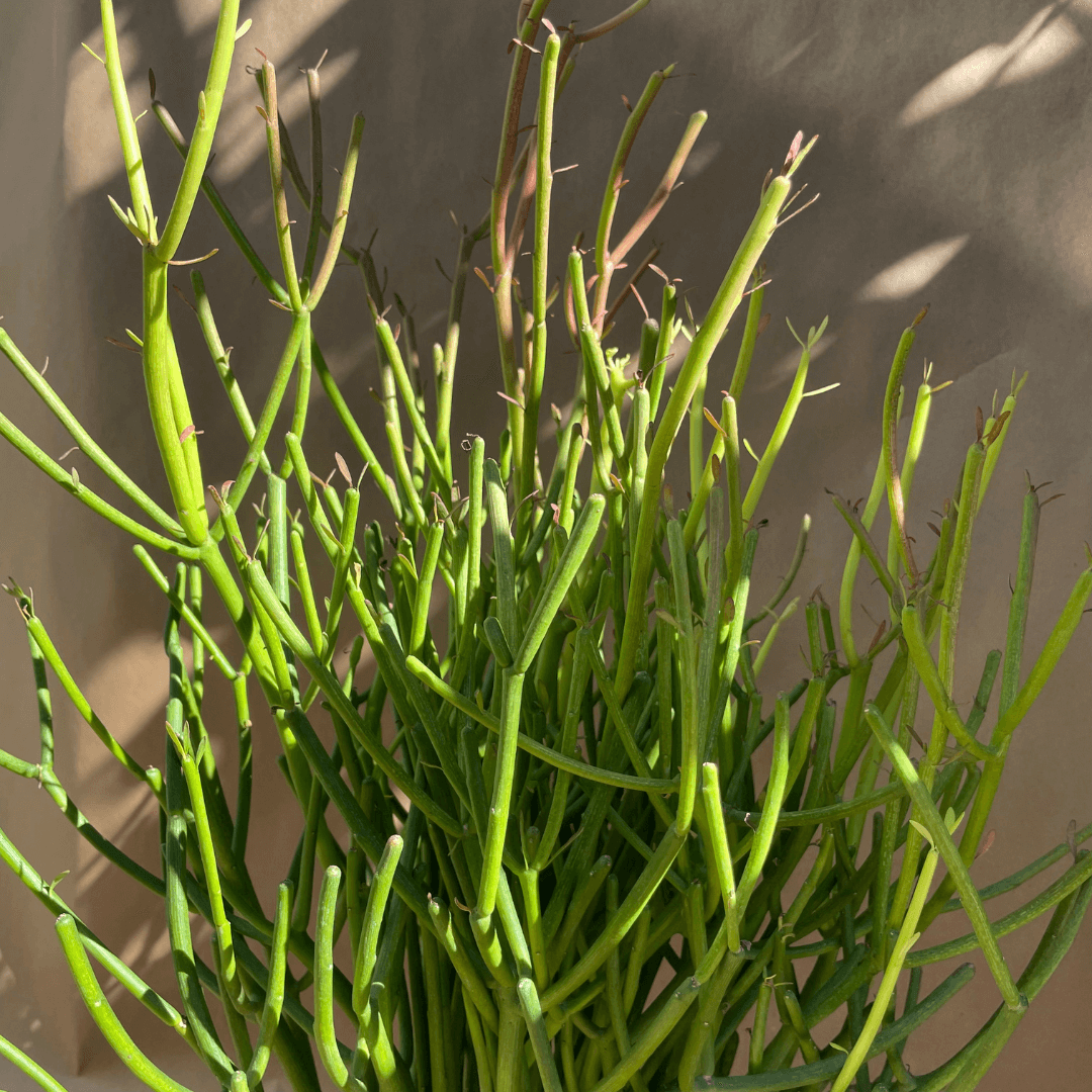 Firestick Cactus