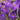 Crocus Flower Record Bulbs