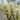 Fothergilla major (Mountain Witchalder)