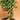 Fukien Tea Carmona Retusa