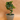 Fukien Tea Carmona Retusa