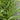 Ornamental Grass: Miscanthus 'Variegatus' (Variegated Japanese Silver Grass) GRL