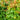 Parthenocissus tricuspidata  (Boston Ivy)