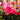 Rosa Eden Climber® 'Pretty In Pink' (Climbing Rose)