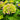 Hydrangea macrophylla Endless Summer® 'Summer Crush' (Mophead Hydrangea)