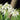 Galanthus Flore Pleno Bulbs