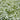 Galium (Sweet Woodruff)