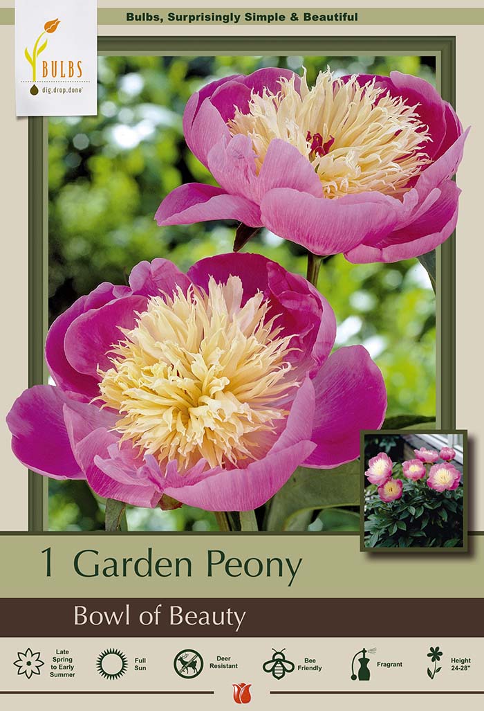 Peony lactiflora Bowl of Beauty Bare Roots