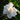 Gardenia