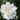 Gardenia FF