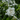 Gardenia