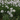 Garlic Chives (Allium) (Organic)