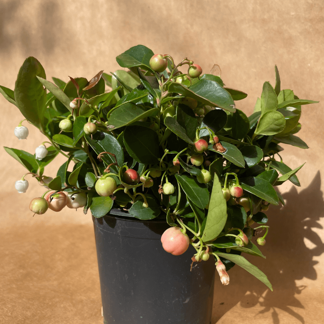 Christmas Wintergreen (Gaultheria Procumbens)