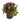 Gaultheria Wintergreen cgc