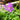 Geranium 'Rozanne' (Perennial Geranium)
