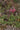 Geum_triflorum