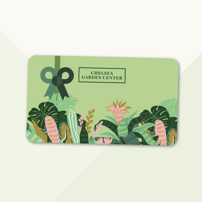 Rattlesnake Plant | Calathea Lancifolia EMMS – Chelsea Garden Center