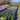 Glover Perennials
