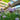 Allium schoenoprasum (Chives)