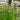 Allium schoenoprasum (Chives)