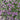 Thymus 'Minimus Russetings' (Creeping Thyme)
