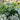 Eupatorium hyssopifolium (Thoroughwort)