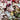 Heuchera 'Palace Purple' (Coral Bells)