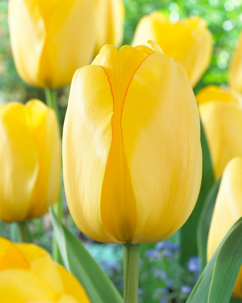 Tulip Golden Parade Bulbs - Pack 5